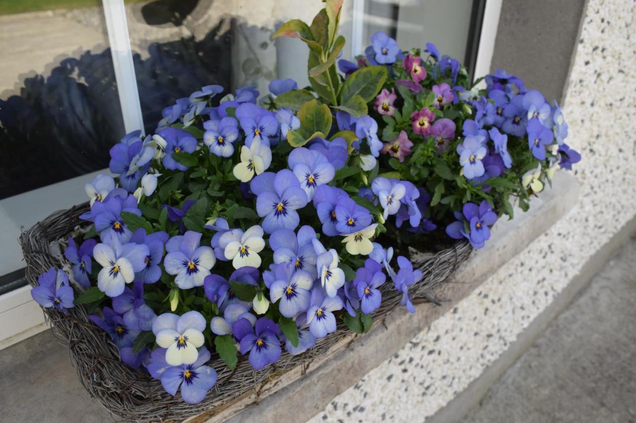 Orchard Grove Bed & Breakfast R21Rc58 Bagenalstown Exteriör bild